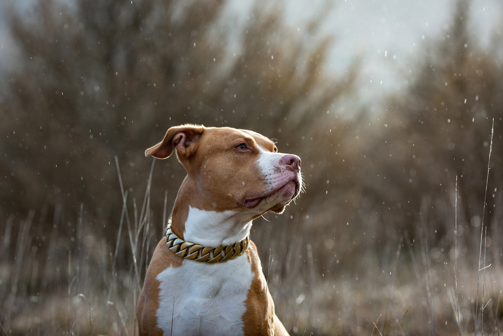 <span  class="uc_style_uc_tiles_grid_image_elementor_uc_items_attribute_title" style="color:#ffffff;">chiendelacasse_photo (1)</span>