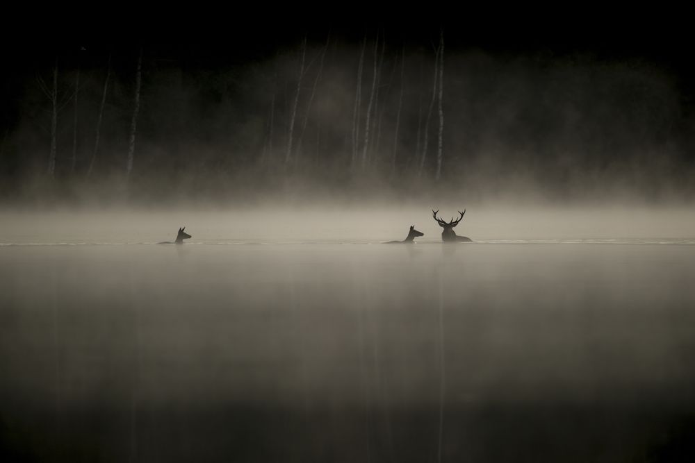 <span  class="uc_style_uc_tiles_grid_image_elementor_uc_items_attribute_title" style="color:#ffffff;">LeChantDesForets_VincentMunier</span>