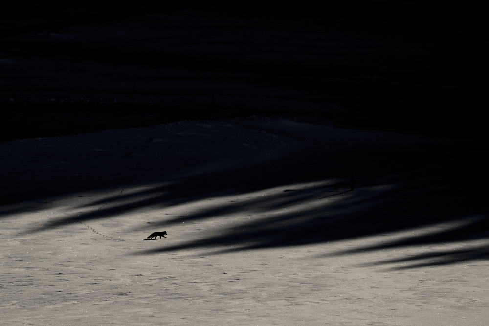 <span  class="uc_style_uc_tiles_grid_image_elementor_uc_items_attribute_title" style="color:#ffffff;">LeChantDesForets_VincentMunier4</span>