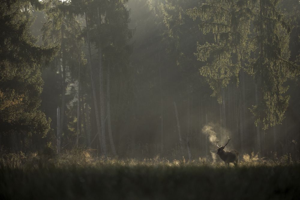 <span  class="uc_style_uc_tiles_grid_image_elementor_uc_items_attribute_title" style="color:#ffffff;">LeChantDesForets_VincentMunier9</span>