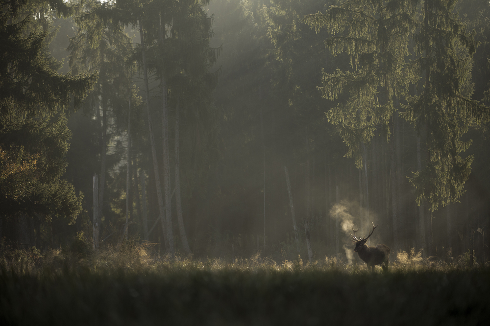 <span  class="uc_style_uc_tiles_grid_image_elementor_uc_items_attribute_title" style="color:#ffffff;">LeChantDesForets_VincentMunier9</span>