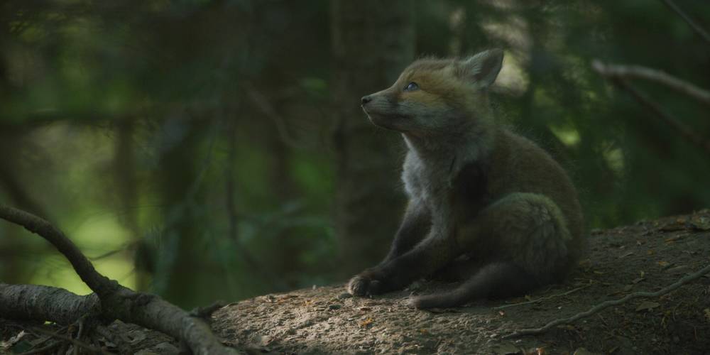 <span  class="uc_style_uc_tiles_grid_image_elementor_uc_items_attribute_title" style="color:#ffffff;">Visuel Le Temps des animaux 1</span>