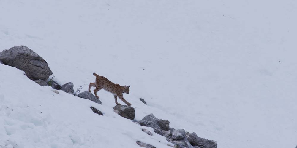 <span  class="uc_style_uc_tiles_grid_image_elementor_uc_items_attribute_title" style="color:#ffffff;">Visuel Le Temps des animaux 11</span>