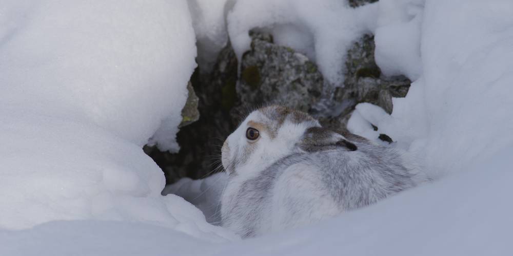 <span  class="uc_style_uc_tiles_grid_image_elementor_uc_items_attribute_title" style="color:#ffffff;">Visuel Le Temps des animaux 2</span>
