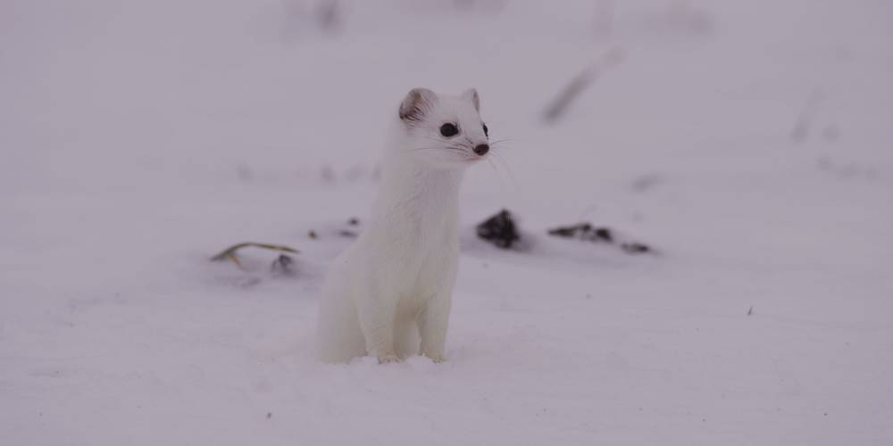 <span  class="uc_style_uc_tiles_grid_image_elementor_uc_items_attribute_title" style="color:#ffffff;">Visuel Le Temps des animaux 6</span>