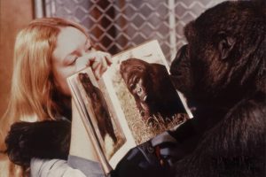 photo film Koko, le gorille qui parle 7